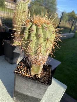 Copiapoa cinerea haseltoniana